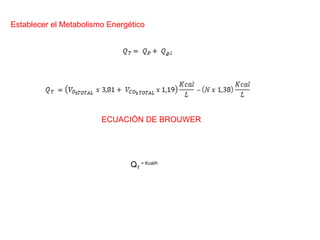 Establecer el Metabolismo Energético Q T  = Kcal/h ECUACIÓN DE BROUWER 