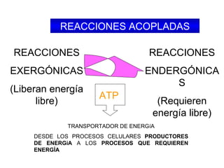 REACCIONES ACOPLADAS REACCIONES EXERGÓNICAS (Liberan energía libre) REACCIONES ENDERGÓNICAS (Requieren energía libre) ATP TRANSPORTADOR DE ENERGíA DESDE LOS PROCESOS CELULARES  PRODUCTORES DE ENERGíA  A LOS  PROCESOS QUE REQUIEREN ENERGÍA 