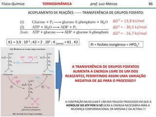 Físico-Química

TERMODINÂMICA

prof. Luiz Marcos

86

ACOPLAMENTO DE REAÇÕES ------ TRANSFERÊNCIA DE GRUPOS FOSFATO:

∆GO = 13,8 kJ/mol
∆GO = - 30,5 kJ/mol
∆GO = - 16,7 kJ/mol
K1 = 3,9 . 10-3 ; K2 = 2 . 105 ; K (soma) = K1 . K2

Pi = fosfato inorgânico = HPO42-

A TRANSFERÊNCIA DE GRUPOS FOSFATOS
AUMENTA A ENERGIA LIVRE DE UM DOS
REAGENTES, PERMITINDO ASSIM UMA VARIAÇÃO
NEGATIVA DE ∆G PARA O PROCESSO!!

A CONTRAÇÃO MUSCULAR É UM DOS POUCOS PROCESSOS EM QUE A
HIDRÓLISE DO ATP POR SI SÓ GERA A ENERGIA NECESSÁRIA PARA A
MUDANÇA CONFORMACIONAL DA MIOSINA E DA ACTINA.!!!

 