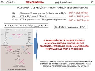 Físico-Química

TERMODINÂMICA

prof. Luiz Marcos

86

ACOPLAMENTO DE REAÇÕES ------ TRANSFERÊNCIA DE GRUPOS FOSFATO:

∆GO ...