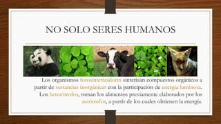NO SOLO SERES HUMANOS
Los organismos fotosintetizadores sintetizan compuestos orgánicos a
partir de sustancias inorgánicas con la participación de energía luminosa.
Los heterótrofos, toman los alimentos previamente elaborados por los
autótrofos, a partir de los cuales obtienen la energía.
 