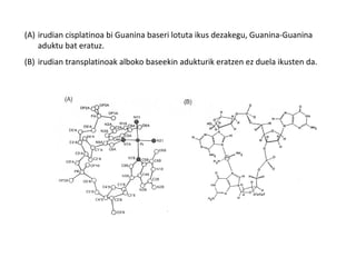 (A) irudian cisplatinoa bi Guanina baseri lotuta ikus dezakegu, Guanina-Guanina
    aduktu bat eratuz.
(B) irudian transplatinoak alboko baseekin adukturik eratzen ez duela ikusten da.
 
