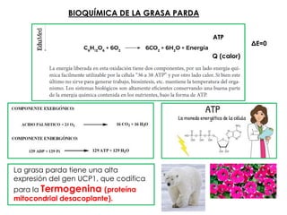 termogenesis EN EL RECINE NACIDO PPT, | PDF