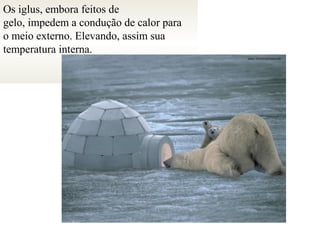 Os iglus, embora feitos de
gelo, impedem a condução de calor para
o meio externo. Elevando, assim sua
temperatura interna.
 