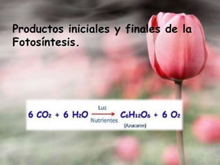 Productos iniciales y finales de la
Fotosíntesis.

 