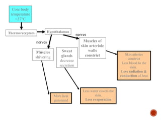 nerves 
More heat 
generated 
Less water covers the 
skin. 
Less evaporation 
Skin arteries 
constrict 
Less blood to the 
skin. 
Less radiation & 
conduction of heat 
Muscles of 
skin arteriole 
walls 
constrict 
Sweat 
glands 
decrease 
secretion 
nerves 
Muscles 
shivering 
Core body 
temperature 
<37°C 
Thermoreceptors Hypothalamus 
 