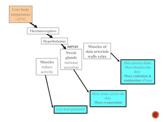 nerves 
Thermoreceptors 
Less heat generated 
More water covers the 
skin. 
More evaporation 
Skin arteries dilate 
More blood to the 
skin. 
More radiation & 
conduction of heat 
Muscles of 
skin arteriole 
walls relax 
Sweat 
glands 
increase 
secretion 
Muscles 
reduce 
activity 
Core body 
temperature 
>37°C 
Hypothalamus 
 
