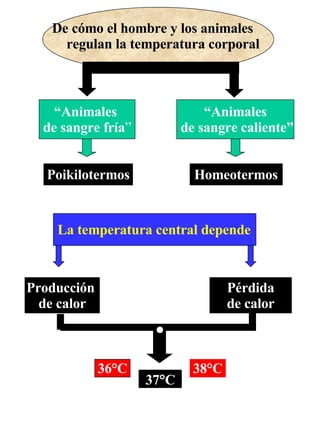 De cómo el hombre y los animales  regulan la temperatura corporal “ Animales de sangre caliente” Poikilotermos Homeotermos “ Animales  de sangre fría ” La temperatura central depende Producción   de calor Pérdida de calor 37  C 36 °C 38 °C 