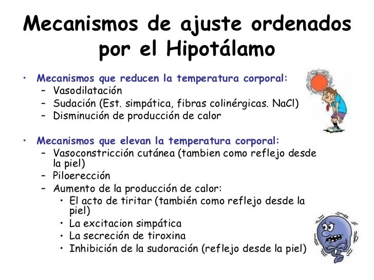 TermorregulacióN TermorregulacióN