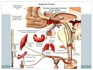 Regulación Térmica

Conservación y
producción de
calor

Neuronas termosensibles del centro
termorregulador
36,0°C a 37,8°C “punto de ajuste”

Termorrecepción
y regulación de
perdida de calor

Aumento de actividad tirotrópica para
aumento del metabolismo

Hipófisis

Termogénico

Aumento del
tono y
temblor.

Aumento de
la actividad
de tiroidea

Hormona
tirotrópica

Aumento
de la FR.
Termolitico

Vasoconstricción
Vasodilatación

Transpiración

Respiración
Regulación
cardiovascular

 