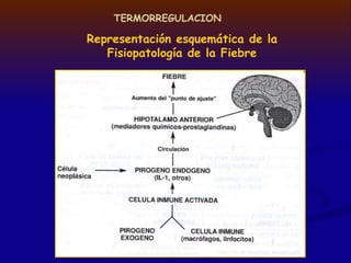 TERMORREGULACION
Representación esquemática de la
Fisiopatología de la Fiebre
 