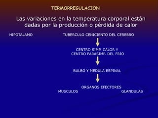 TERMORREGULACION
Las variaciones en la temperatura corporal están
dadas por la producción o pérdida de calor
HIPOTALAMO TUBERCULO CENICIENTO DEL CEREBRO
CENTRO SIMP. CALOR Y
CENTRO PARASIMP. DEL FRIO
BULBO Y MEDULA ESPINAL
ORGANOS EFECTORES
MUSCULOS GLANDULAS
 