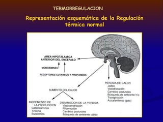 TERMORREGULACION
Representación esquemática de la Regulación
térmica normal
 