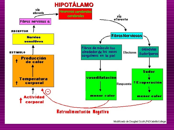 Termorregulación y control de la glucosa Termorregulación y control de la glucosa