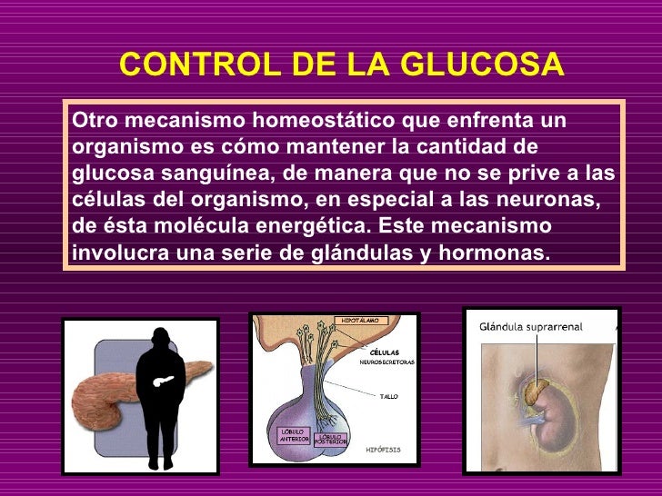 Termorregulación y control de la glucosa Termorregulación y control de la glucosa