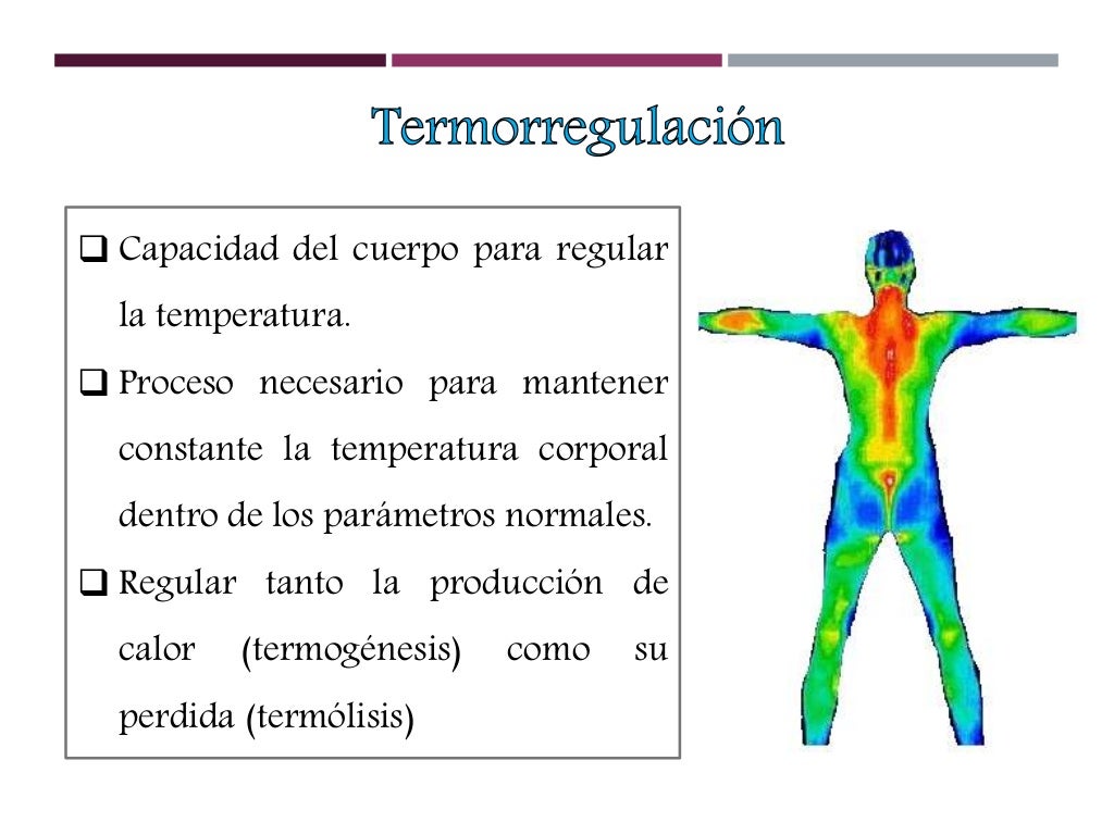 Termorregulacion Termorregulacion
