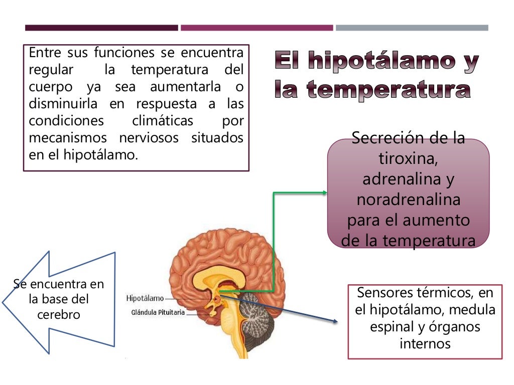 Termorregulacion Termorregulacion