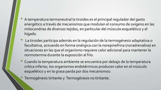 • A temperatura termoneutral la tiroides es el principal regulador del gasto
energético a través de mecanismos que modulan el consumo de oxígeno en las
mitocondrias de diversos tejidos, en particular del músculo esquelético y el
hígado.
• La tiroides participa además en la regulación de la termogénesis adaptativa o
facultativa, actuando en forma sinérgica con la norepinefrina (noradrenalina) en
situaciones en las que el organismo requiere calor adicional para mantener la
normotermia durante la exposición al frío.
• Cuando la temperatura ambiente se encuentra por debajo de la temperatura
crítica inferior, los organismos endotérmicos producen calor en el músculo
esquelético y en la grasa parda por dos mecanismos:
• Termogénesis tiritante y Termogénesis no tiritante.
 