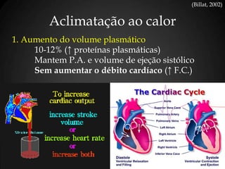 Aclimatação ao calor
(Billat, 2002)
1. Aumento do volume plasmático
10-12% (↑ proteínas plasmáticas)
Mantem P.A. e volume de ejeção sistólico
Sem aumentar o débito cardíaco (↑ F.C.)
 