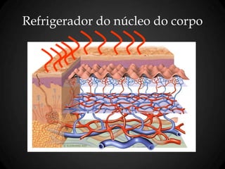 Refrigerador do núcleo do corpo
 