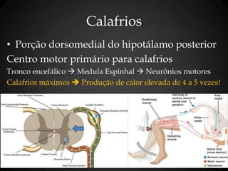 Calafrios
• Porção dorsomedial do hipotálamo posterior
Centro motor primário para calafrios
Tronco encefálico  Medula Espinhal  Neurônios motores
Calafrios máximos  Produção de calor elevada de 4 a 5 vezes!
 