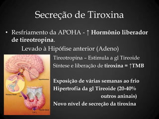 Secreção de Tiroxina
• Resfriamento da APOHA - ↑ Hormônio liberador
de tireotropina.
Levado à Hipófise anterior (Adeno)
Tireotropina – Estimula a gl Tireoide
Síntese e liberação de tiroxina = ↑TMB
Exposição de várias semanas ao frio
Hipertrofia da gl Tireoide (20-40%
outros aninais)
Novo nível de secreção da tiroxina
 