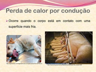 Perda de calor por condução
Ocorre quando o corpo está em contato com uma
superfície mais fria.
http://agroevento.com/agenda/curso-cirurgias-pequenos-animais-3/
http://www.simposiumvet.pt/Media/NoticiaDetails?pk_media=240
 