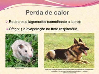 Perda de calor
Roedores e lagomorfos (semelhante a lebre);
Ofego: ↑ a evaporação no trato respiratório.
Fonte: O autor
Fonte:http/;jornaldacanastra.com.br/jornal/index.php?option=com_content&view
=article&id=789:um-cao-chamado-valente&catid=11:causos-
debambui&Itemid=12
 