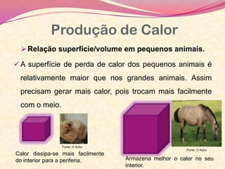 Relação superfície/volume em pequenos animais.
 A superfície de perda de calor dos pequenos animais é
relativamente maior que nos grandes animais. Assim
precisam gerar mais calor, pois trocam mais facilmente
com o meio.
Produção de Calor
Calor dissipa-se mais facilmente
do interior para a periferia. Armazena melhor o calor no seu
interior.
Fonte: O Autor
Fonte: O Autor
 
