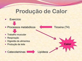  Exercício
 Processos metabólicos Tiroxina (T4)
 Trabalho muscular
 Respiração
 Digestão de alimentos
 Produção de leite
 Catecolaminas Lipídeos
Produção de Calor
Calor
 