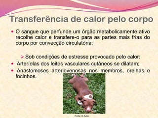 Transferência de calor pelo corpo
 O sangue que perfunde um órgão metabolicamente ativo
recolhe calor e transfere-o para as partes mais frias do
corpo por convecção circulatória;
 Sob condições de estresse provocado pelo calor:
 Arteríolas dos leitos vasculares cutâneos se dilatam;
 Anastomoses arteriovenosas nos membros, orelhas e
focinhos.
Fonte: O Autor.
 