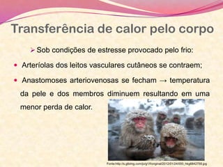 Transferência de calor pelo corpo
 Sob condições de estresse provocado pelo frio:
 Arteríolas dos leitos vasculares cutâneos se contraem;
 Anastomoses arteriovenosas se fecham → temperatura
da pele e dos membros diminuem resultando em uma
menor perda de calor.
Fonte:http://s.glbimg.com/jo/g1/f/original/2012/01/24/000_hkg6842759.jpg
 