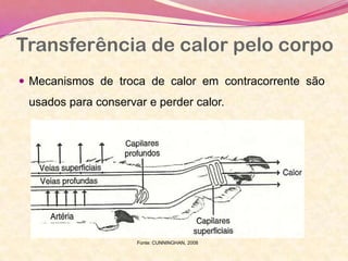 Transferência de calor pelo corpo
 Mecanismos de troca de calor em contracorrente são
usados para conservar e perder calor.
Fonte: CUNNINGHAN, 2008
 