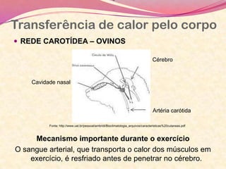 •
Transferência de calor pelo corpo
 REDE CAROTÍDEA – OVINOS
Mecanismo importante durante o exercício
O sangue arterial, que transporta o calor dos músculos em
exercício, é resfriado antes de penetrar no cérebro.
Fonte: http://www.uel.br/pessoal/ambridi/Bioclimatologia_arquivos/caracteristicas%20cutaneas.pdf
Cavidade nasal
Cérebro
Artéria carótida
 