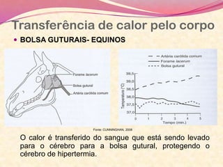 Transferência de calor pelo corpo
 BOLSA GUTURAIS- EQUINOS
O calor é transferido do sangue que está sendo levado
para o cérebro para a bolsa gutural, protegendo o
cérebro de hipertermia.
Fonte: CUNNINGHAN, 2008
 