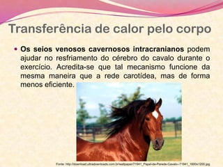 Transferência de calor pelo corpo
Fonte: http://download.ultradownloads.com.br/wallpaper/71941_Papel-de-Parede-Cavalo--71941_1600x1200.jpg
 Os seios venosos cavernosos intracranianos podem
ajudar no resfriamento do cérebro do cavalo durante o
exercício. Acredita-se que tal mecanismo funcione da
mesma maneira que a rede carotídea, mas de forma
menos eficiente.
 