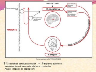 T: Neurônios sensíveis ao calor disparos: sudorese
Neurônios termoinsensíveis: disparos constantes
Ajuste: disparos se soprepõem
Fonte: Adaptado de CUNNINGHAM, 2008
 
