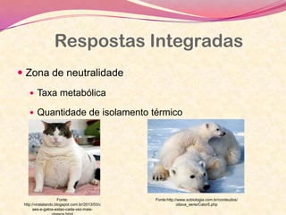 Respostas Integradas
 Zona de neutralidade
 Taxa metabólica
 Quantidade de isolamento térmico
Fonte:
http://viralatando.blogspot.com.br/2013/03/c
aes-e-gatos-estao-cada-vez-mais-
Fonte:http://www.sobiologia.com.br/conteudos/
oitava_serie/Calor5.php
 