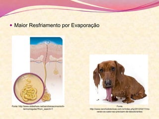  Maior Resfriamento por Evaporação
Fonte:
http://www.ranchodotonicao.com.br/index.php/2012/02/11/no-
verao-os-caes-nao-precisam-de-desodorantes/
Fonte: http://www.slideshare.net/sandranascimento/iii-
termorregulao?from_search=1
 