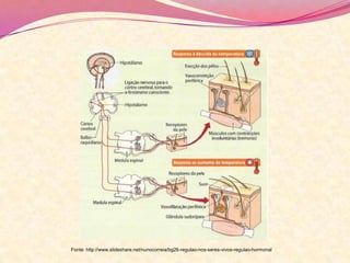 Fonte: http://www.slideshare.net/nunocorreia/bg26-regulao-nos-seres-vivos-regulao-hormonal
 