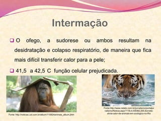 Intermação
 O ofego, a sudorese ou ambos resultam na
desidratação e colapso respiratório, de maneira que fica
mais difícil transferir calor para a pele;
 41,5 a 42,5 C função celular prejudicada.
Fonte: http://noticias.uol.com.br/album/110824animais_album.jhtm
Fonte:http://www.redetv.com.br/jornalismo/portaljor
nalismo/Noticia.aspx?118,4,439382,200,Sorvete-
alivia-calor-de-animais-em-zoologico-no-Rio
 