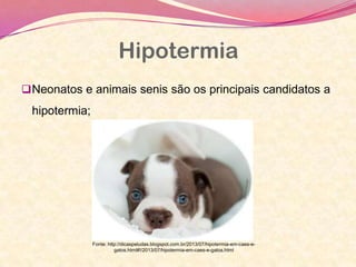 Hipotermia
Neonatos e animais senis são os principais candidatos a
hipotermia;
Fonte: http://dicaspeludas.blogspot.com.br/2013/07/hipotermia-em-caes-e-
gatos.html#!/2013/07/hipotermia-em-caes-e-gatos.html
 