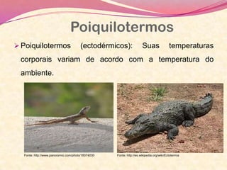 Poiquilotermos
Poiquilotermos (ectodérmicos): Suas temperaturas
corporais variam de acordo com a temperatura do
ambiente.
Fonte: http://www.panoramio.com/photo/16074030 Fonte: http://es.wikipedia.org/wiki/Ectotermia
 