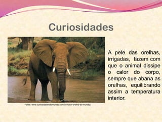 Curiosidades
Fonte: www.curiosidadesdomundo.com/a-maior-orelha-do-mundo/
A pele das orelhas,
irrigadas, fazem com
que o animal dissipe
o calor do corpo,
sempre que abana as
orelhas, equilibrando
assim a temperatura
interior.
 