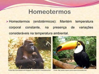 Homeotermos
Homeotermos (endotérmicos): Mantém temperatura
corporal constante, na presença de variações
consideráveis na temperatura ambiental.
Fonte:http://cienciasbenoni6.blogspot.com.br/2010/11/mamiferos.html Fonte: http://www.o-que-e.com/o-que-e-homeotermos/
 
