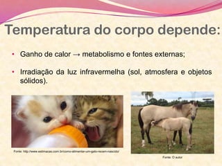 Temperatura do corpo depende:
• Ganho de calor → metabolismo e fontes externas;
• Irradiação da luz infravermelha (sol, atmosfera e objetos
sólidos).
Fonte: O autor
Fonte: http://www.estimacao.com.br/como-alimentar-um-gato-recem-nascido/
 
