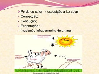 Perda de calor → exposição à luz solar
- Convecção;
- Condução;
- Evaporação ;
- Irradiação infravermelha do animal.
Fonte: Adaptado de CUNNINGHAM, 2008
 
