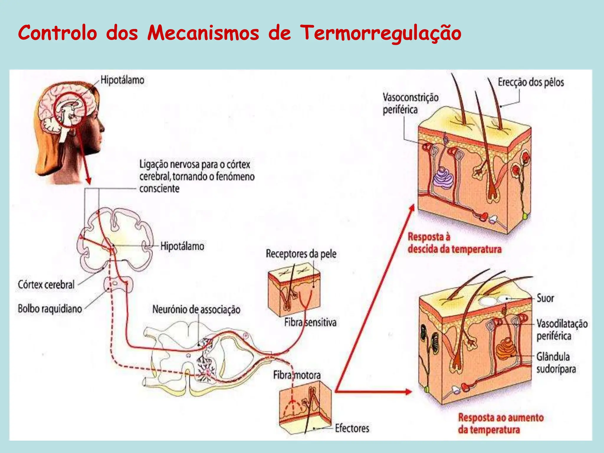 Termorregulação processos de homeostasia | PPT