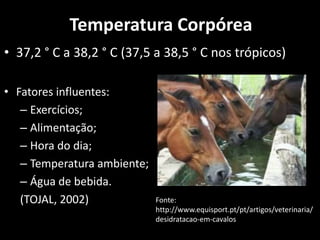 Temperaturas altas provocam a morte de cavalo que transportava