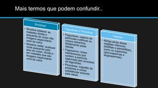 Mais termos que podem confundir..
 